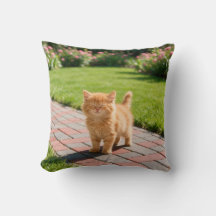 Little cute orange cat