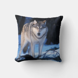 Almofada lobo cinzento, Canis lupus, nos contrafortes