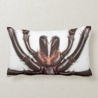 Aranha da Funil-Web de Sydney