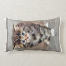 Bebê doce e doce Kitten