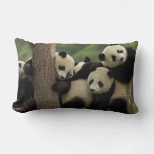 Almofada Lombar bebês de panda gigante (Ailuropoda melanoleuca)