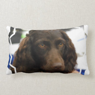 Almofada Lombar boykin-spaniel-2.jpg