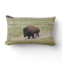 Buffalo em movimento, fotografia