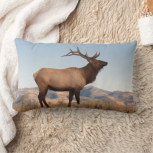 Almofada Lombar Bull Elk perto de Mammoth Wyoming