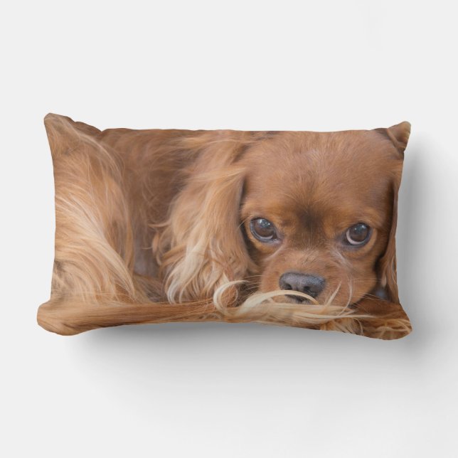 Almofada Lombar Cavalier King Charles Spaniel Olha Em Seu Travesse (Frente)
