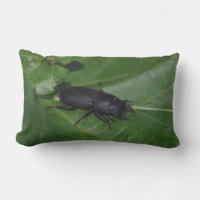 Dorcus parallelipipedus , o escaravelho inferior