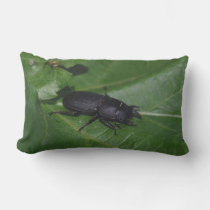 Almofada Lombar Dorcus parallelipipedus , o escaravelho inferior