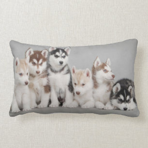 Almofada Lombar Filhotes de cachorro do rouco Siberian no