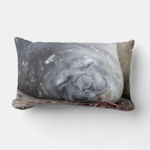Almofada Lombar Foca-elefante que dorme