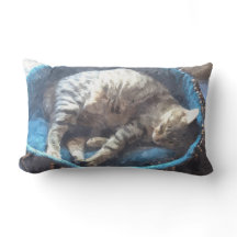 Gatinho tira soneca, tomba de tombo