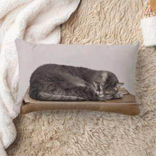 Almofada Lombar Gato de gato malhado cinzento que dorme na caixa