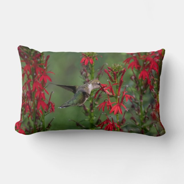 Almofada Lombar Hummingbird Na Flor Cardeal (Frente)