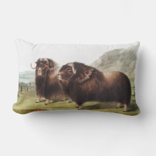Almofada Lombar Ilustração Musk Ox (Ovibos moschatus)
