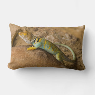 Almofada Lombar Lagarto-de-colar