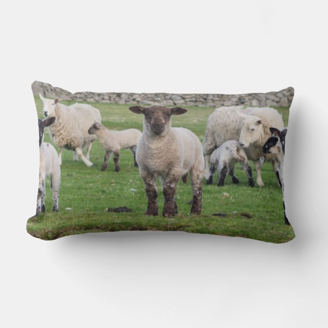 Almofada Lombar Ovelha Shetland (Frente)