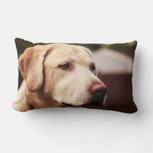 Almofada Lombar Retriever Labrador