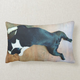 Almofada Lombar Splat Boston Terrier