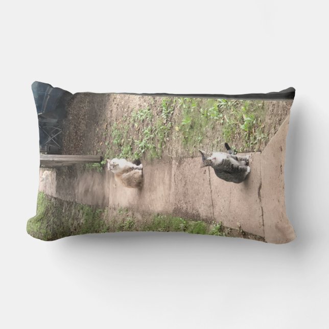 Almofada Lombar Travesseiro de gatos (Frente)