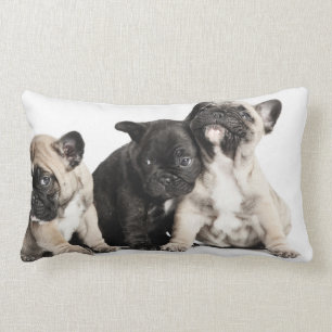 Almofada Lombar Três Pug Puppies