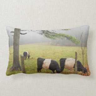 Almofada Lombar Vacas cercadas de Galloway na fazenda em Rockport
