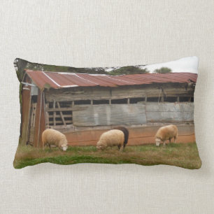 Almofada Lombar Young White Sheep na Fazenda Foto de Sandy Closs