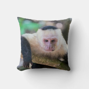 Almofada Macaco-prego descansado de cabeça branca - Costa 