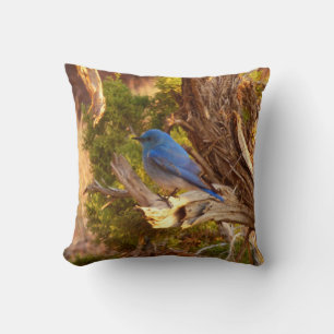 Almofada Mountain Bluebird no Parque Nacional de Arches
