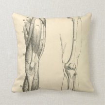 Músculos da anatomia |   do vintage e ossos do pé