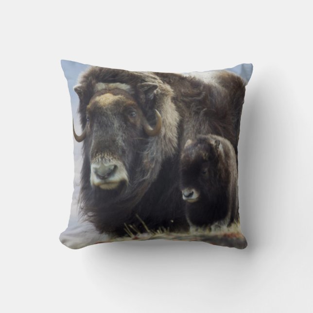 Almofada Musk Ox com Vitelo (Frente)