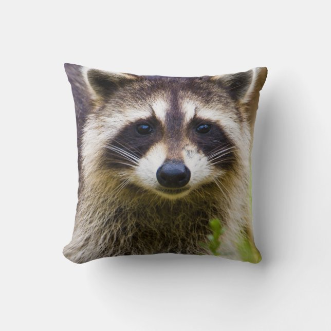 Almofada O guaxinim, Procyon lotor (Frente)