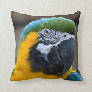 Almofada o macaw do azul e do ouro repete mecanicamente a