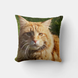 Almofada Orange House Cat