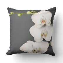 Orchidaceae (orquídeas brancas)