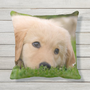 Almofada Ouro de sempre - Cute Puppy sonhando para fora