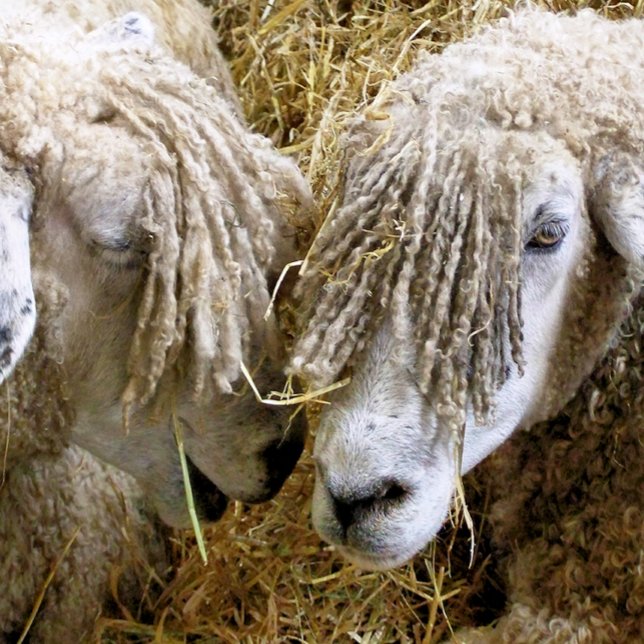 ALMOFADA OVINO (Two beautiful Cotswold sheep captured photographically in a funny moment talking to each other.)