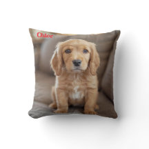 Panela de Cocker Reprodutiva