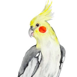 Almofada Papagaio Cockatiel de Cores Aquáticas.