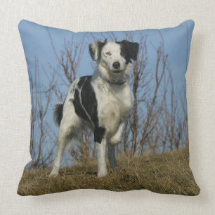 Almofada Pé de border collie levantado
