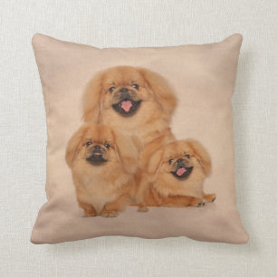 Almofada Pekingese persegue a colagem