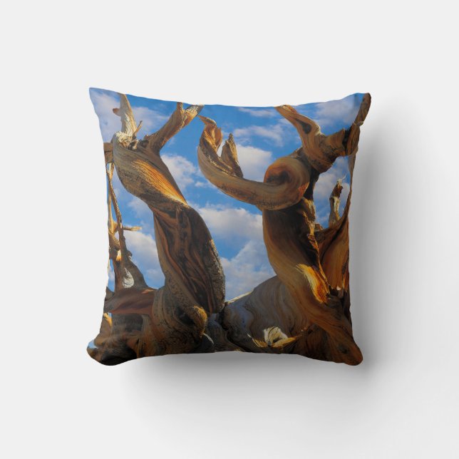 Almofada Pinheiro Bristlecone (Frente)
