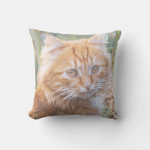 Almofada Pintura Ginger Ginger Ginger