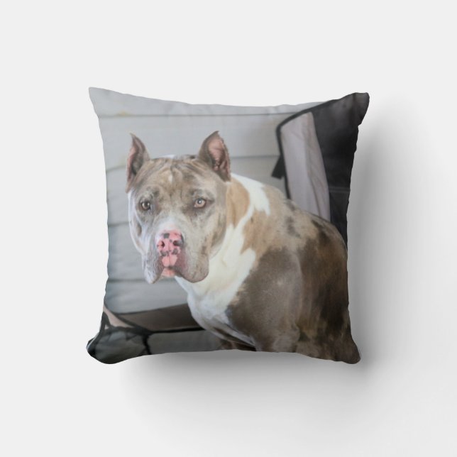 Almofada Pit bull (Frente)
