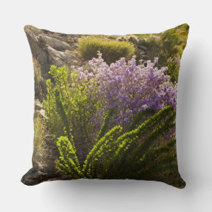 Almofada plantas do deserto de Chihuahuan em flor