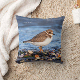 Almofada Plover Shorebird semipalmado na praia