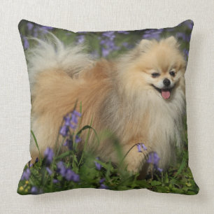 Almofada Pomeranian que olha a câmera nos Bluebells