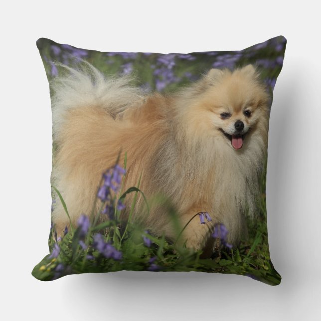 Almofada Pomeranian que olha a câmera nos Bluebells (Frente)