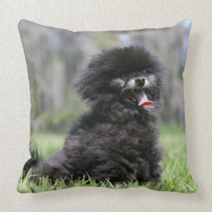 Almofada Pomeranian superior preto