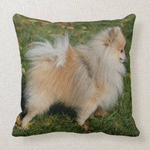 Almofada Posição de Pomeranian