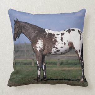 Almofada Posição do cavalo do Appaloosa