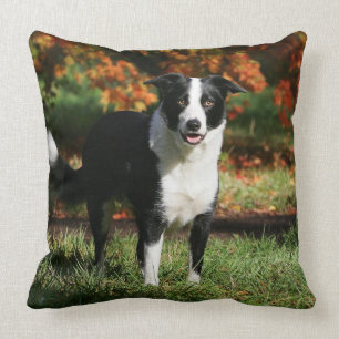 Almofada Posição do outono de border collie